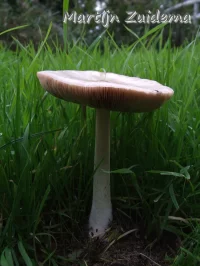 Gewone beurszwam [Volvariella gloiocephala]